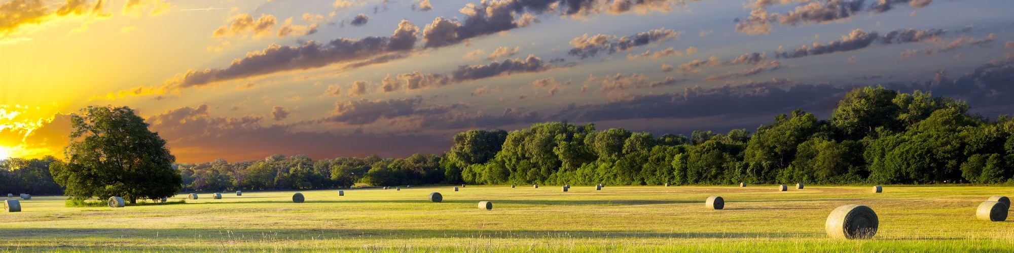 Hay Field